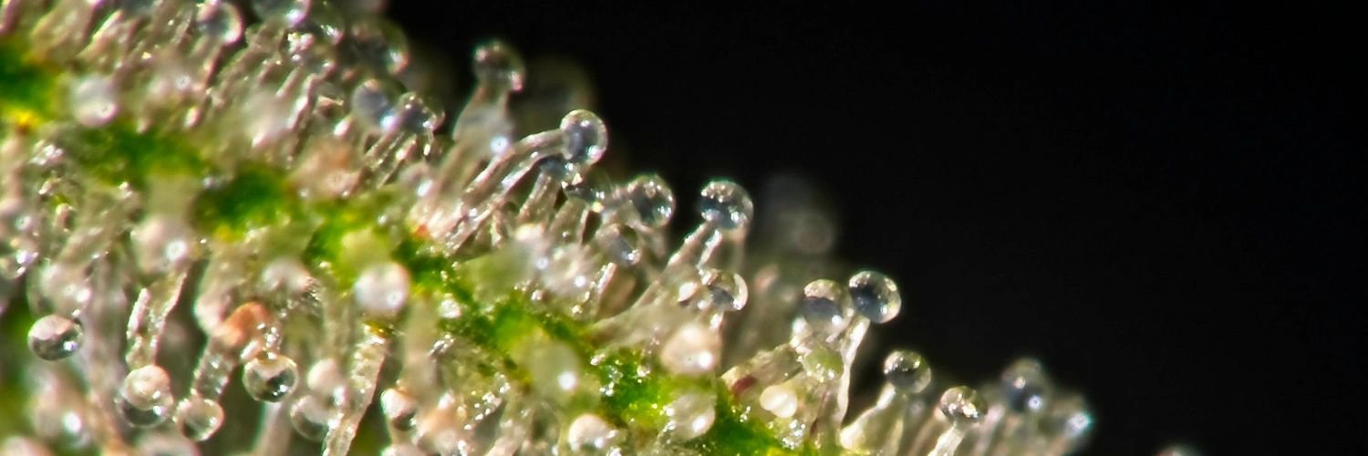 Close-up cannabis trichome photography from the original Mastamynd website